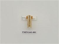 藏品(單排舟蛾)的圖片